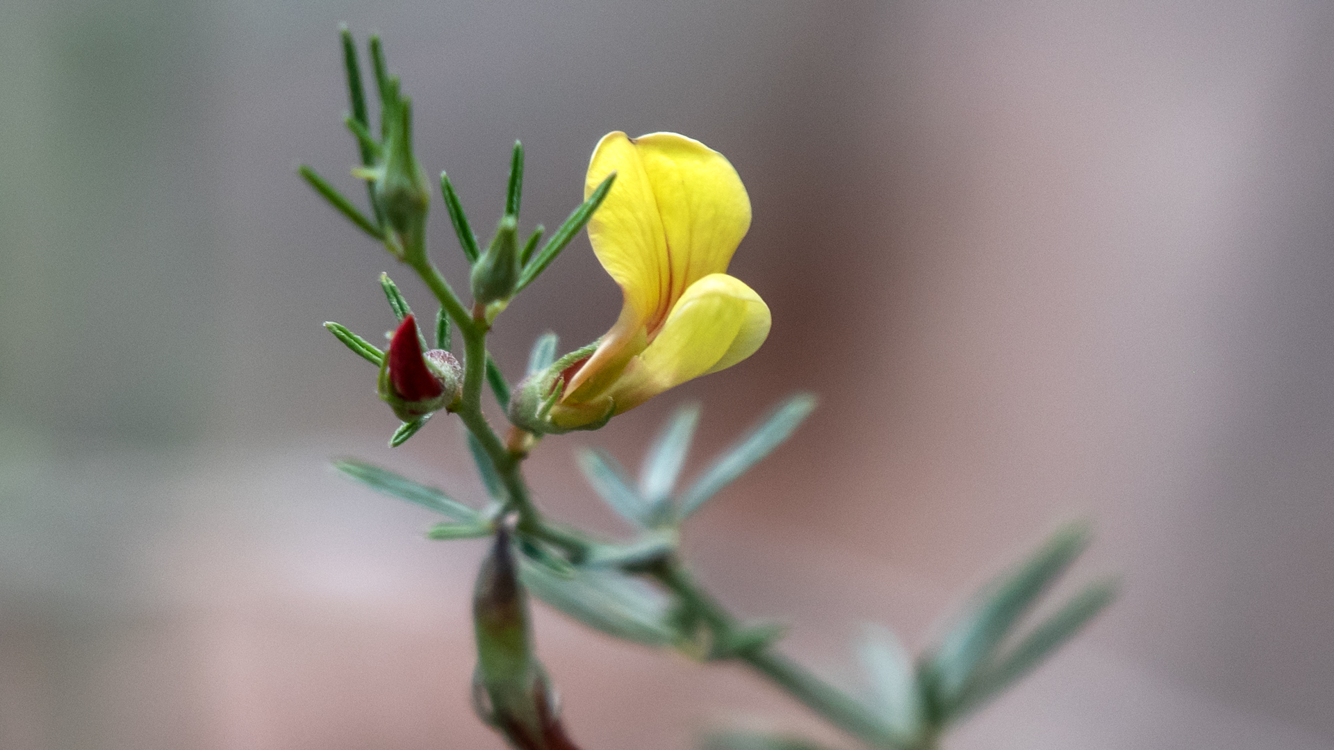 Sabino Canyon Open Space, June 2024