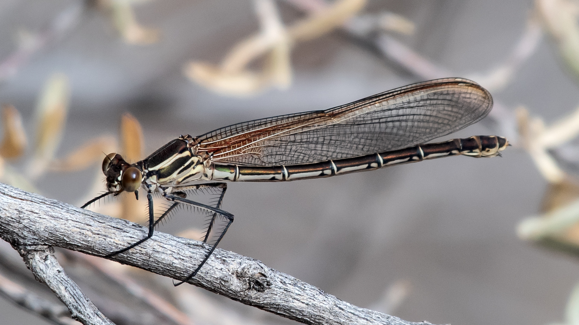 Female, Rio Grande Bosque, Albuquerque, November 2025