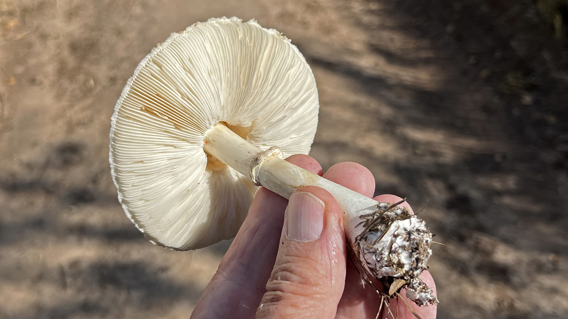 Rio Grande Bosque, Albuquerque, October 2025