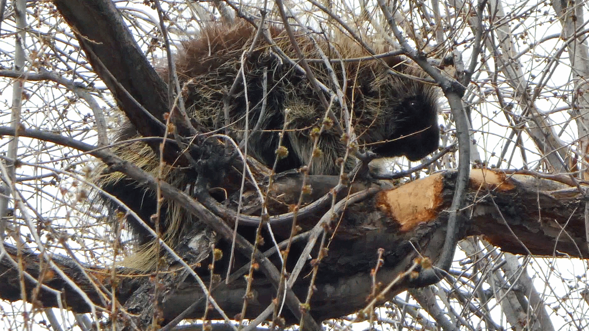 Rio Grande Bosque, Albuquerque, March 2020