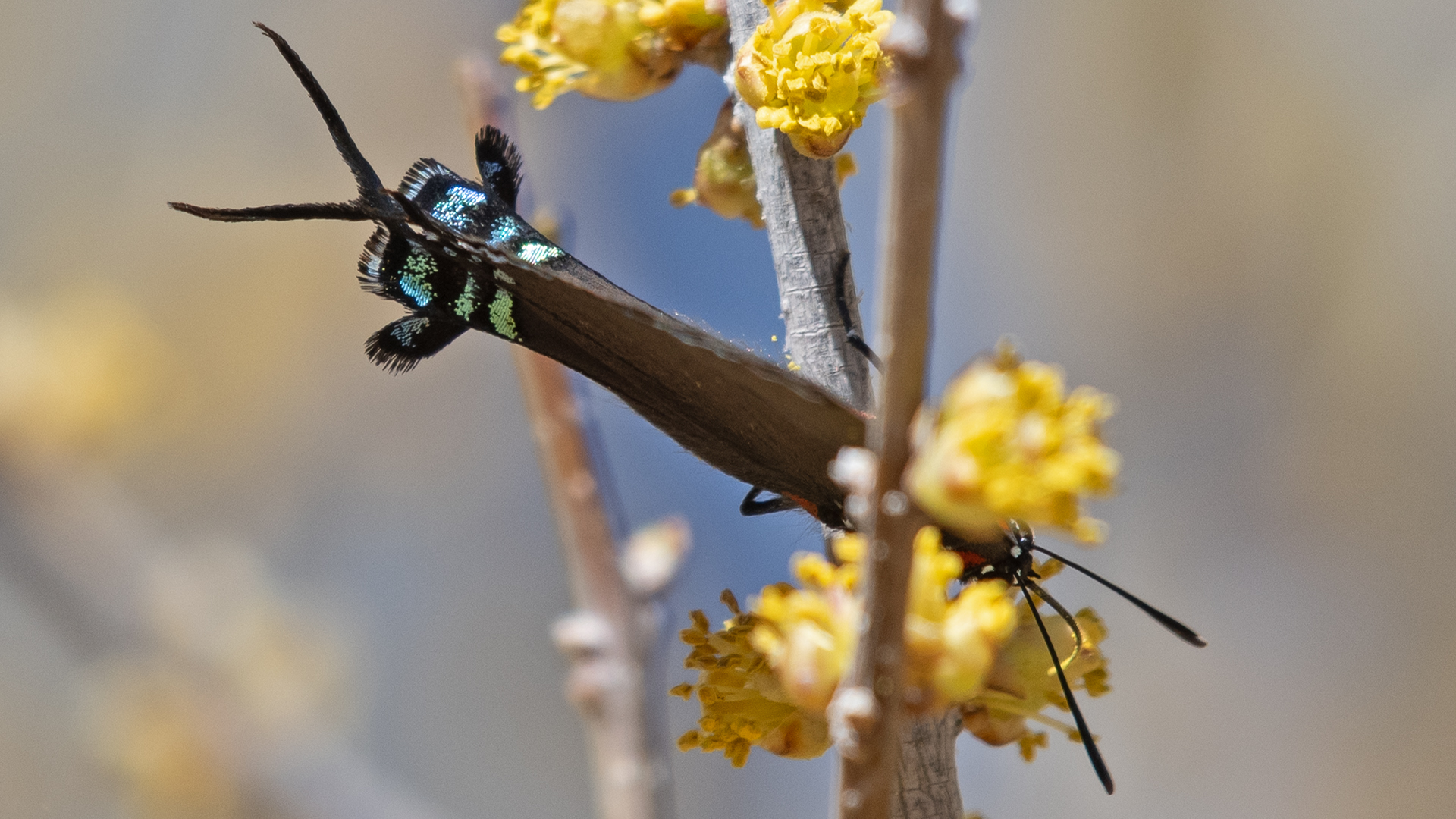 Rio Grande Bosque, Albuquerque, March 2026