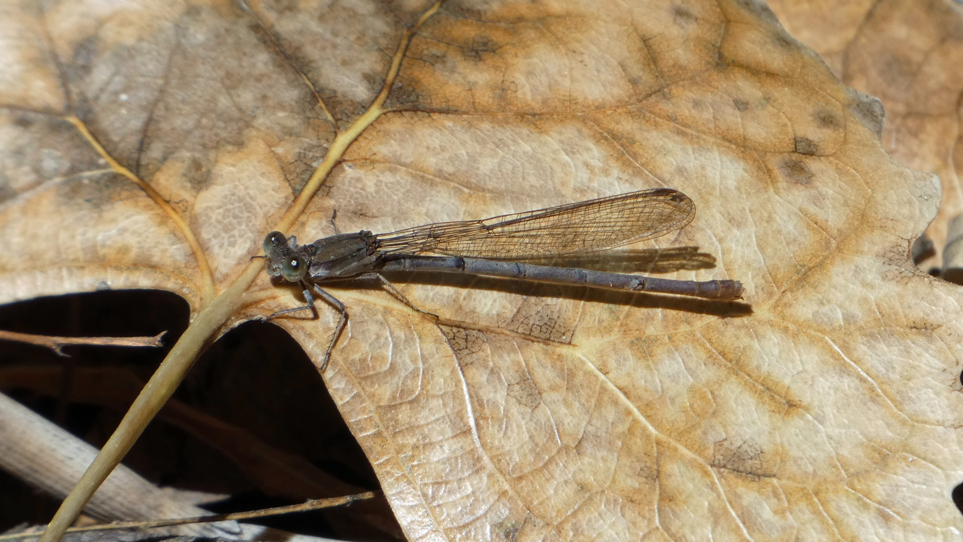 Male, Rio Grande Bosque,  Albuquerque, October 2022