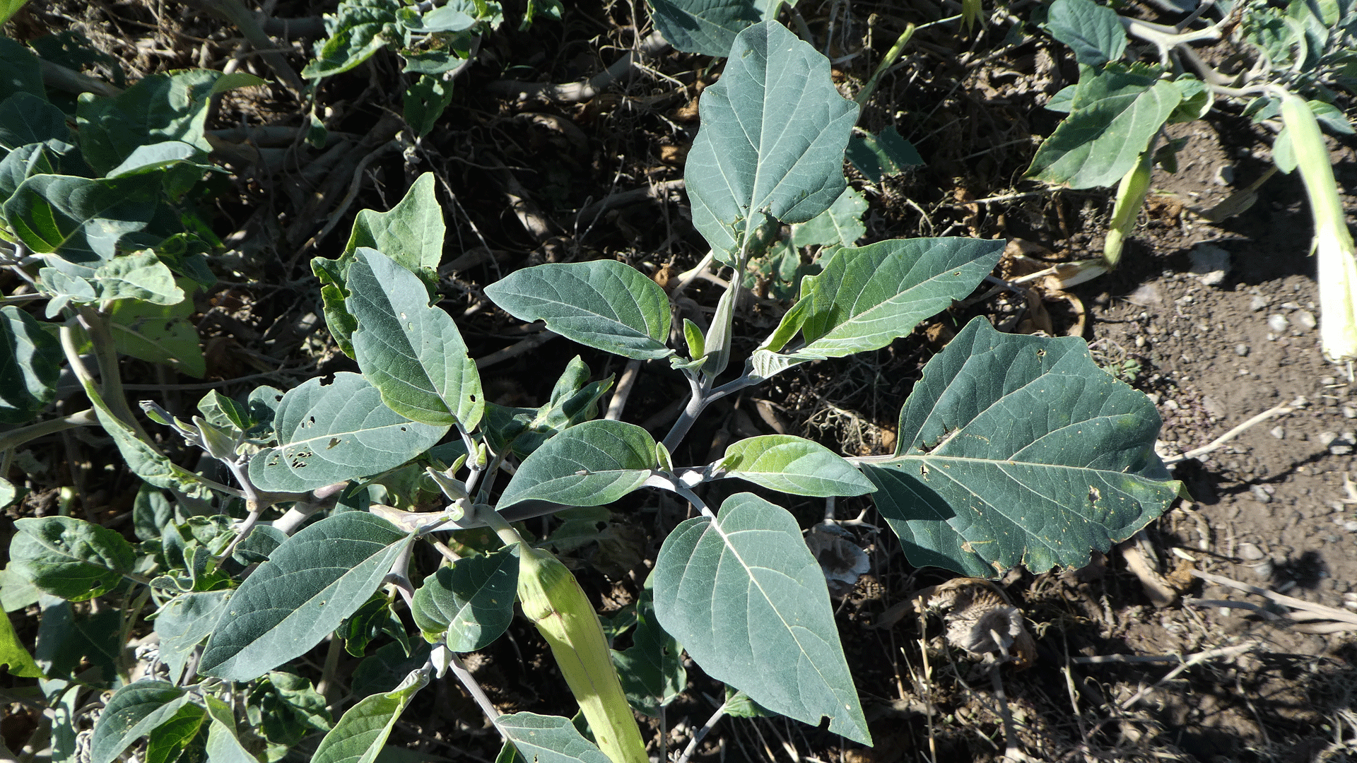 Leaves, Albuquerque, June 2020