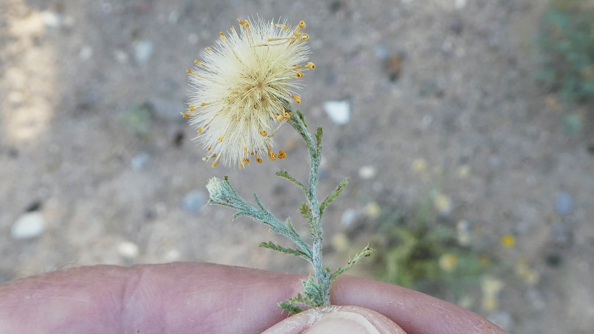 Seed head, Albuquerque, June 2020