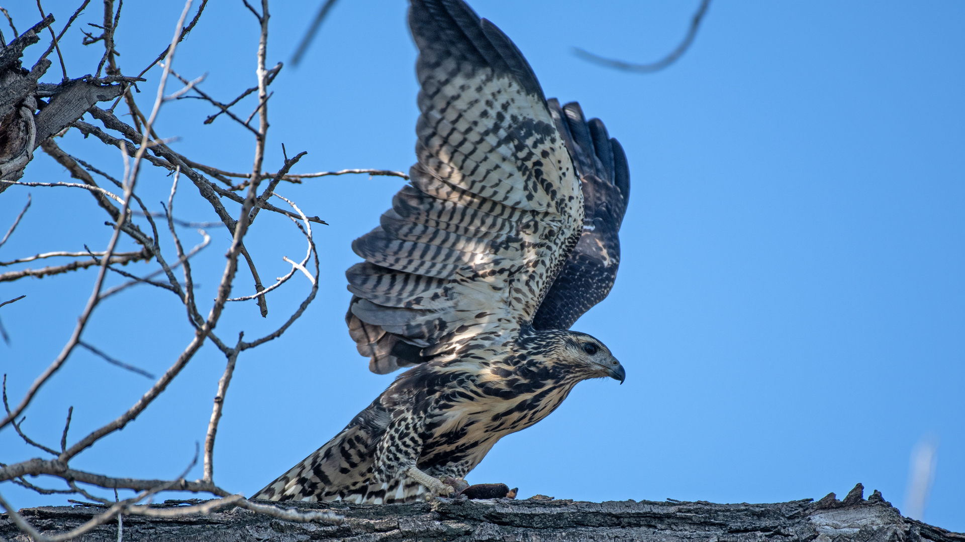 Juvenile, Rio Grande Bosque, Albuquerque, August 2025
