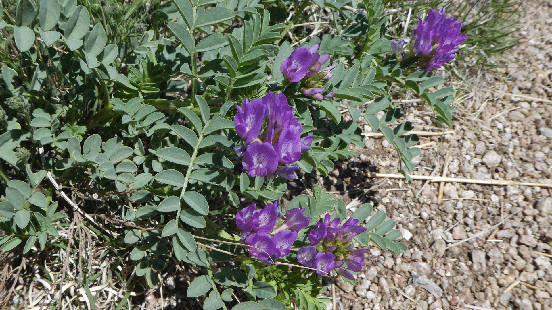 Sandia Mountains west foothills, April 2020