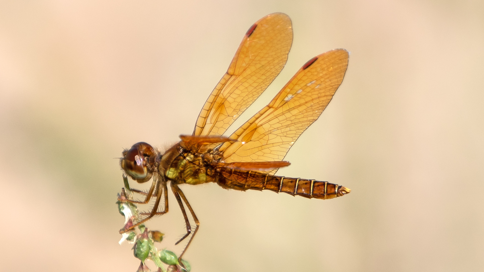 Male, Cochiti Lake, July 2025