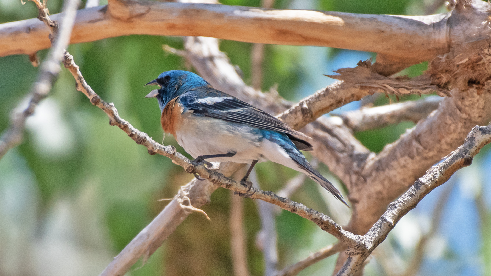 Breeding male, Los Poblanos Open Space, May 2025