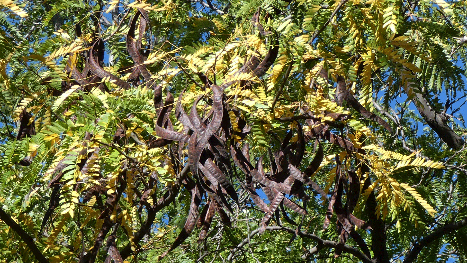 Rio Grande Bosque, Albuquerque, September 2020