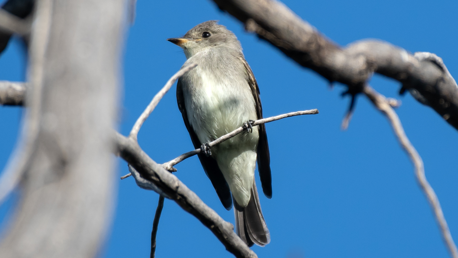 Rio Grande Bosque, Albuquerque, September 2025