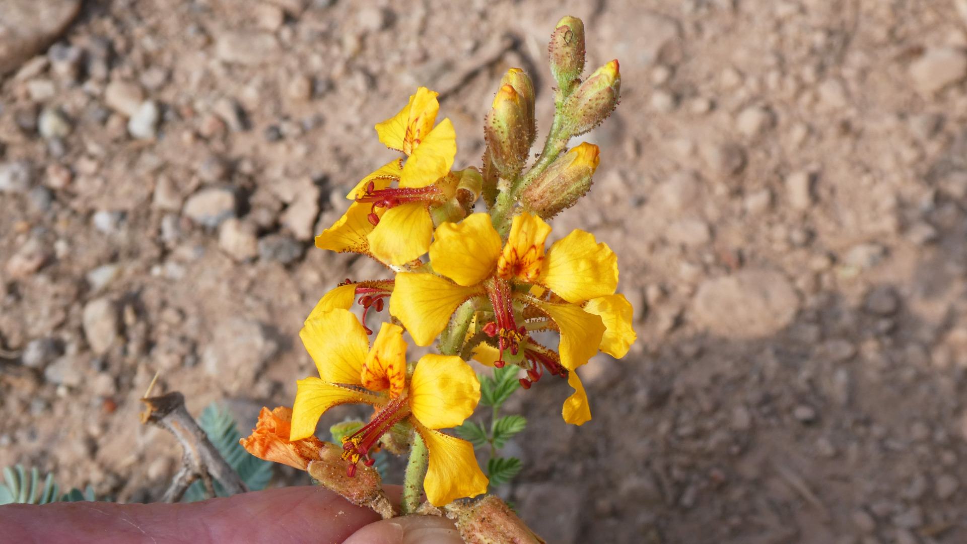 Rio Puerco Valley, Valencia County, July 2021