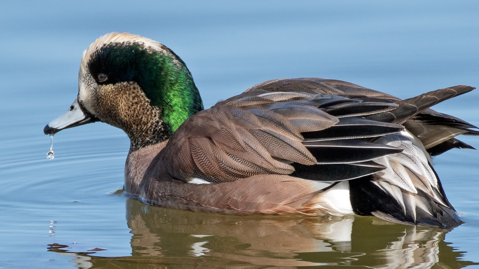 Male, Tingley Beach, Albuquerque, January 2023