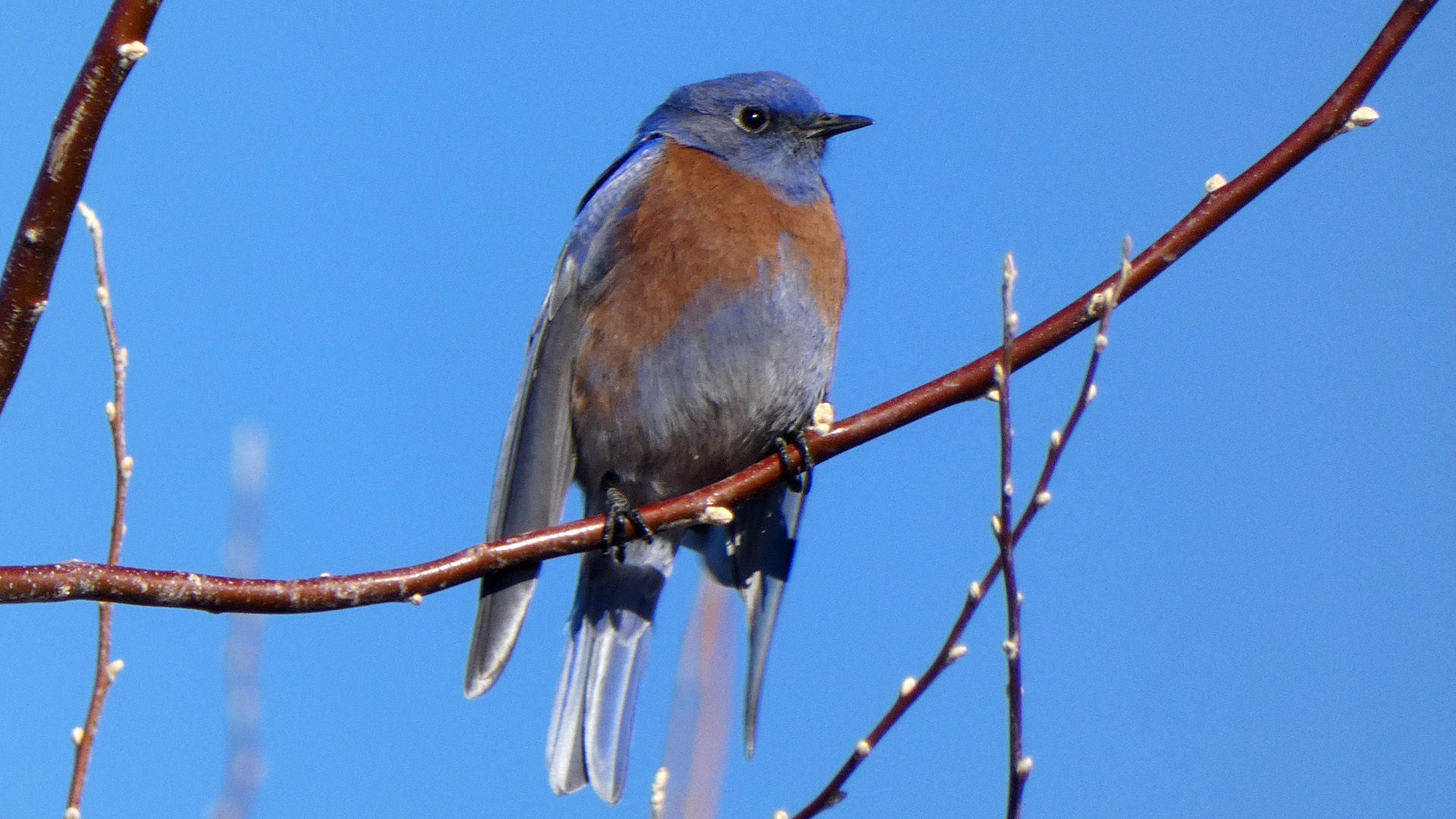 Male, Rio Grande Bosque, Corrales, December 2020