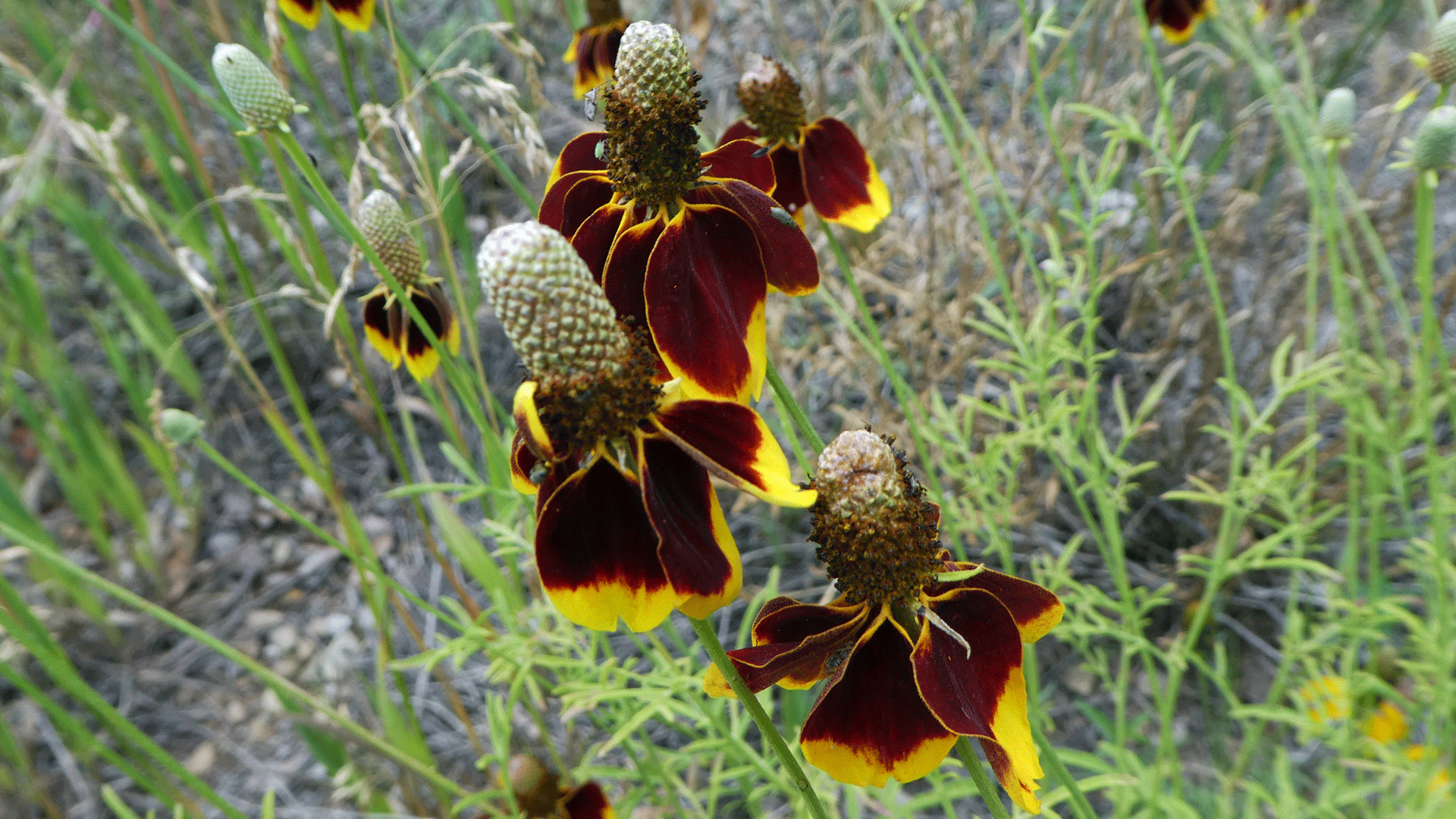 Sandia Mountains, August 2019