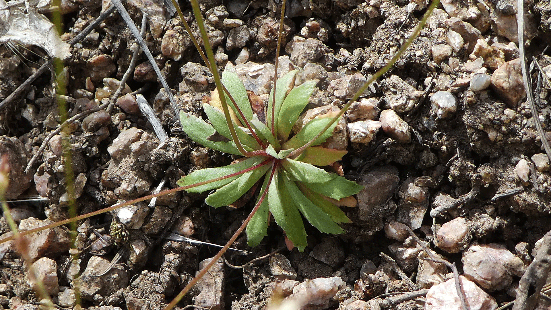 Basal leaves, Sandia Mountains, May 2020