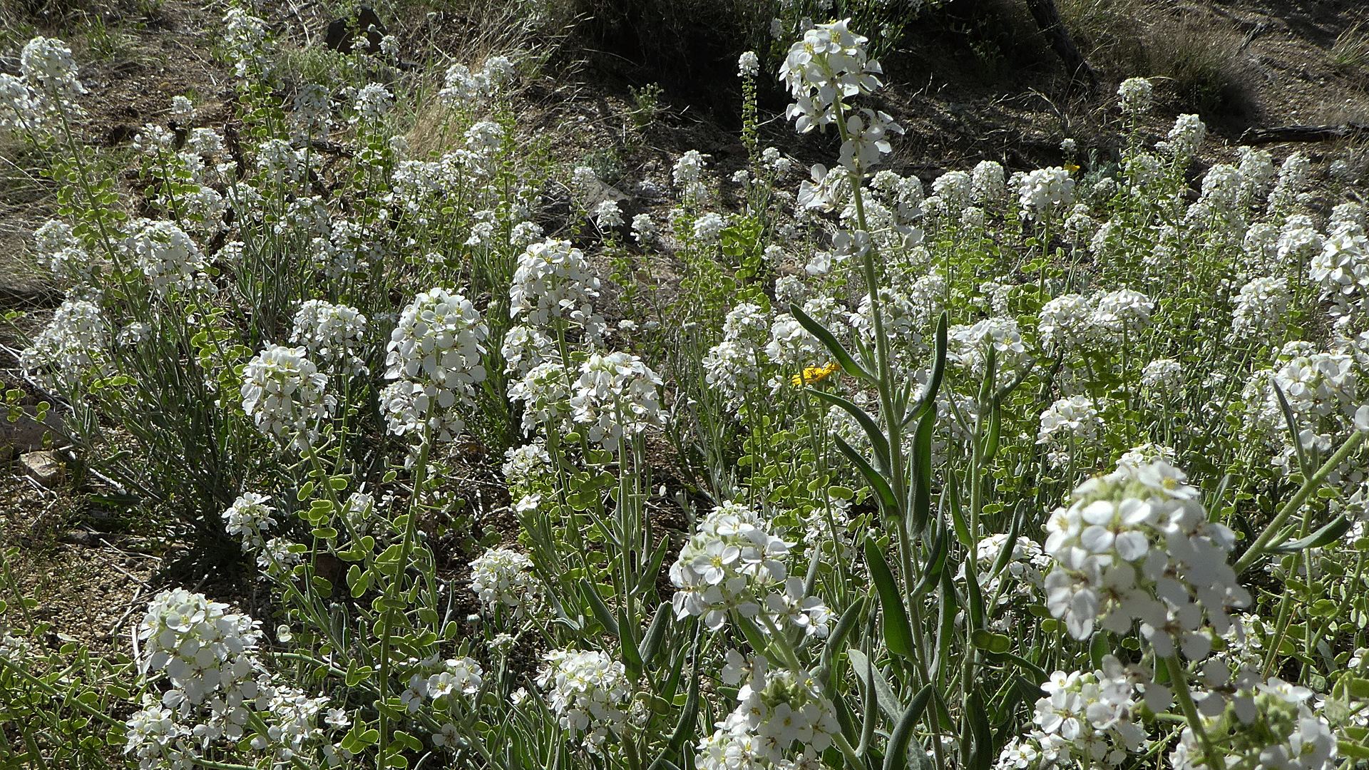 Sandia Mountains west foothills, April 2019