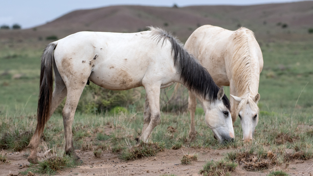Horses at To'hajiilee, July 2025
