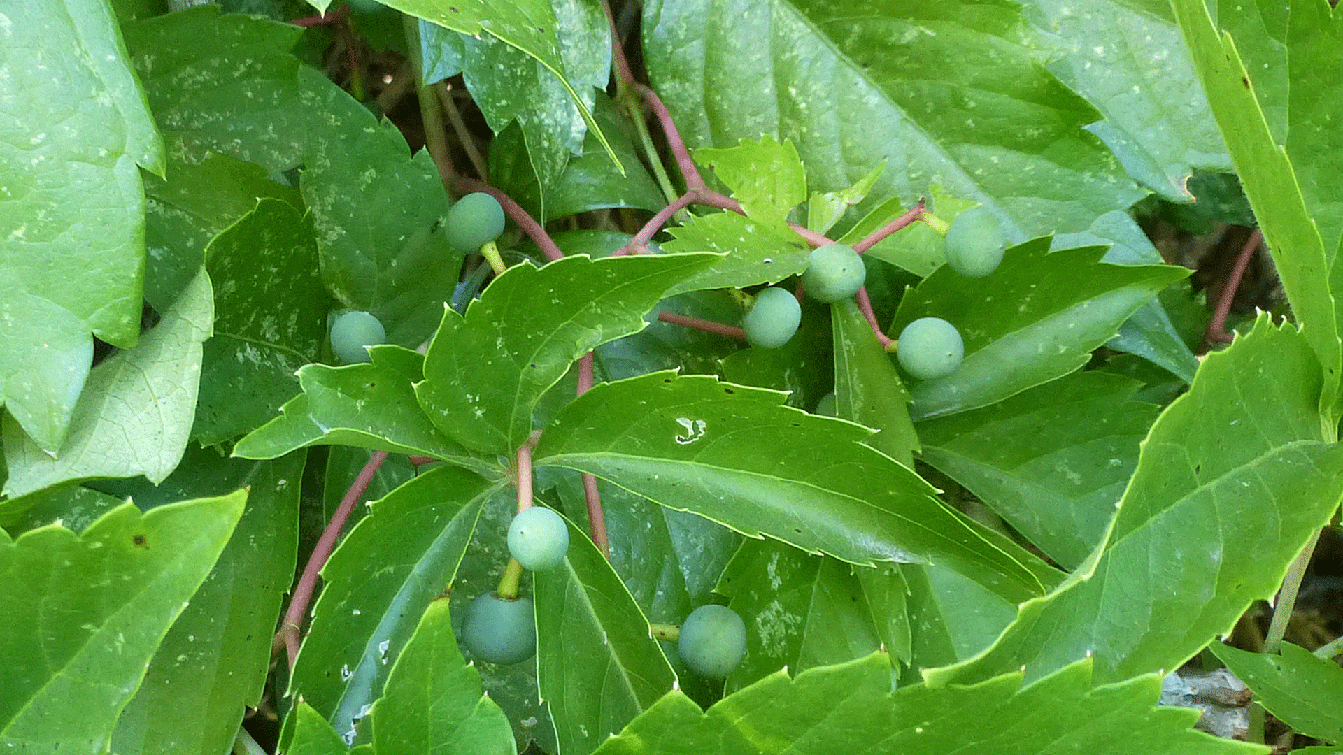 Cultivated, Albuquerque, June 2020