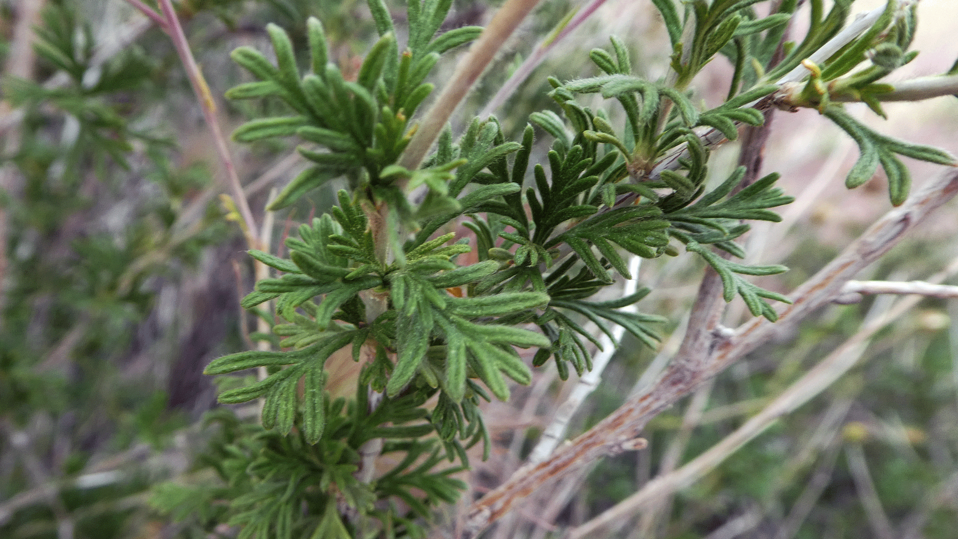 Leaves, Sandia Mountains, May 2019