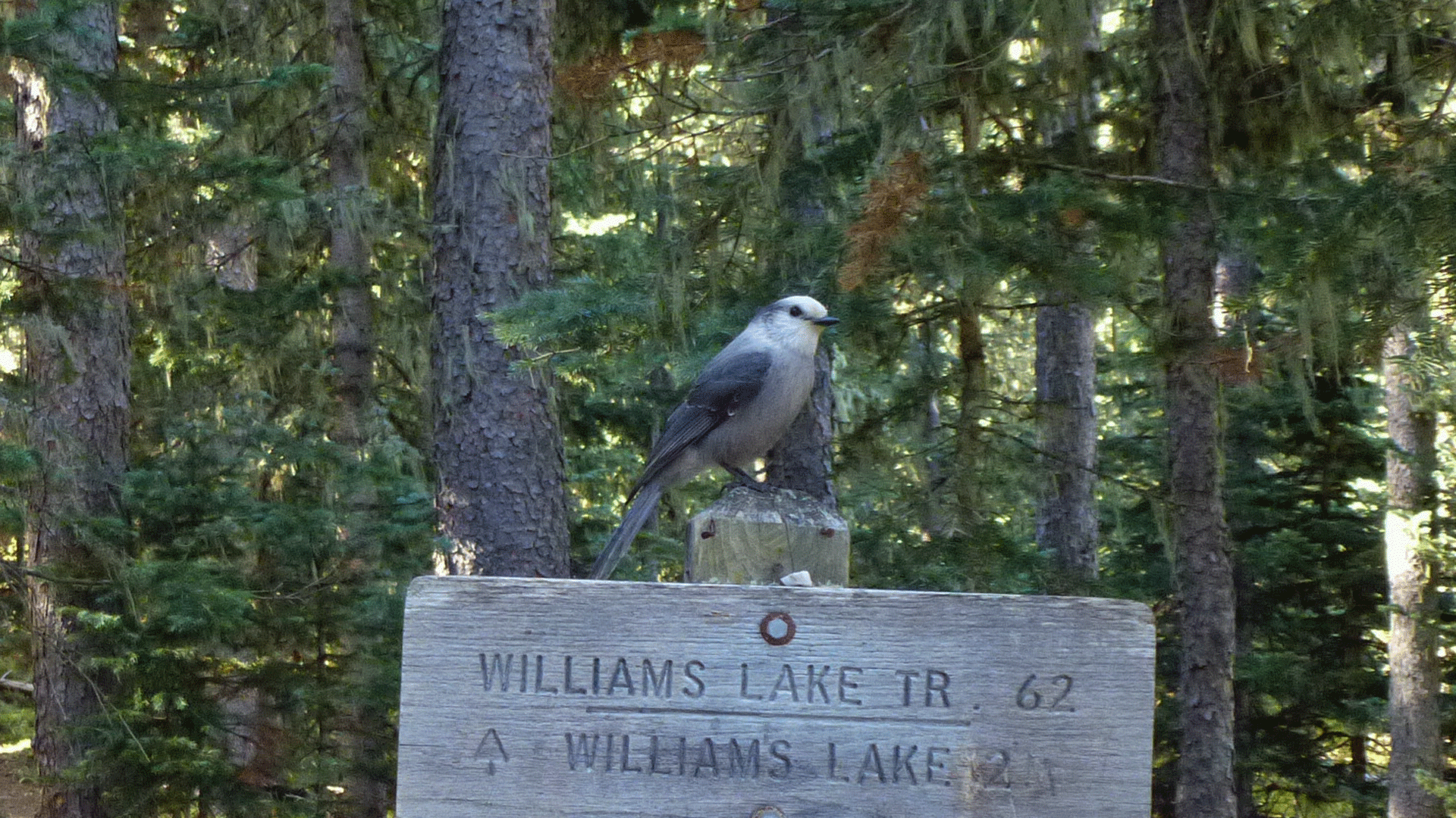 Williams Lake Trail, Taos Ski Valley, October 2016