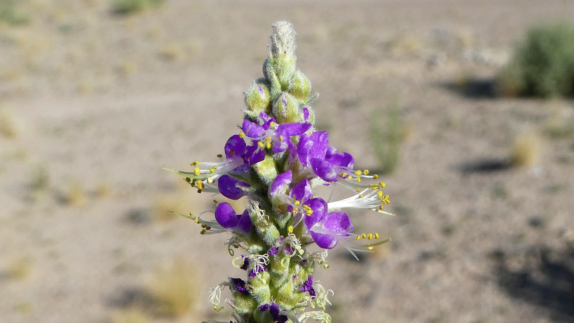 Albuquerque, June 2020