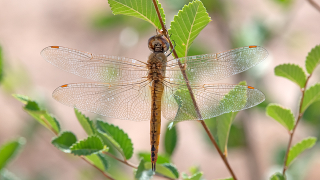 Wandering glider dragonfly, Rio Grande Boque, Albuquerque, September 2023