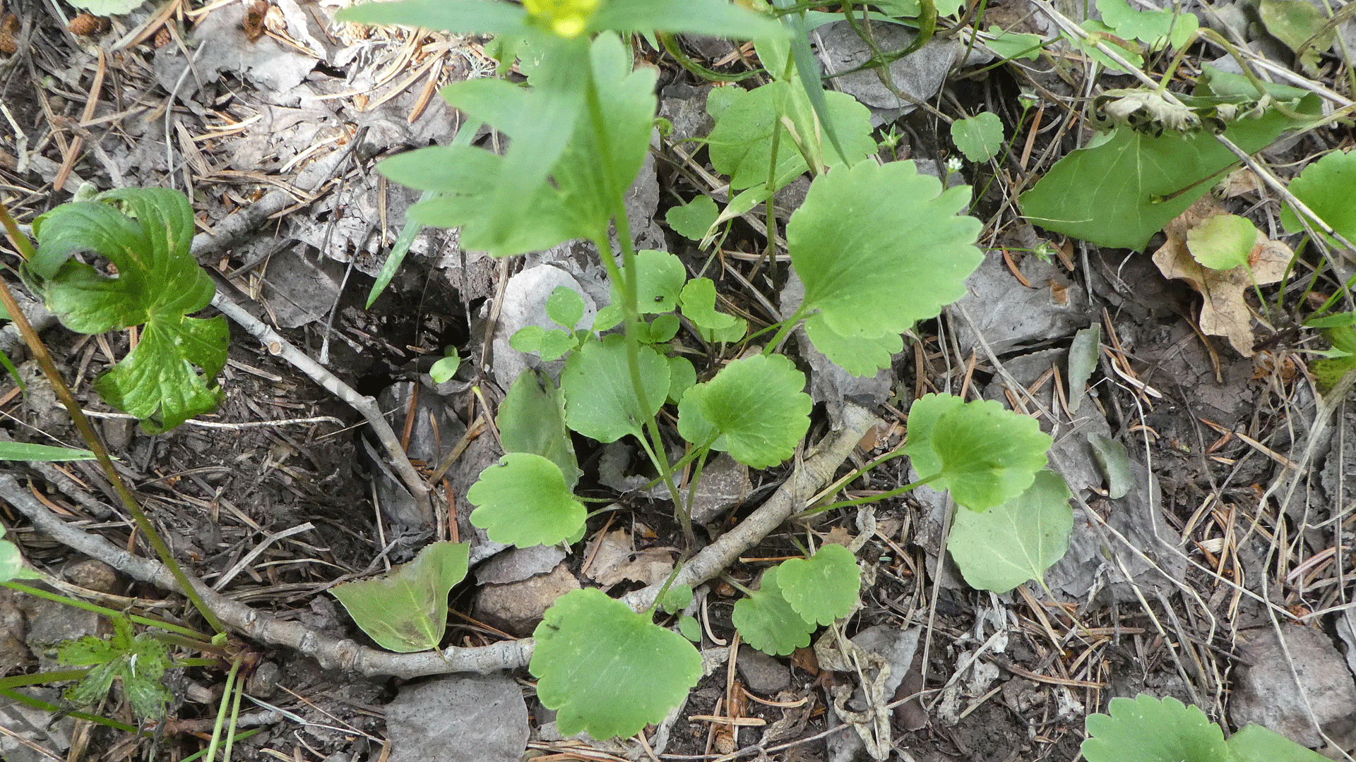 Fan-shaped basal leaves, Sandia Mountains, June 2020