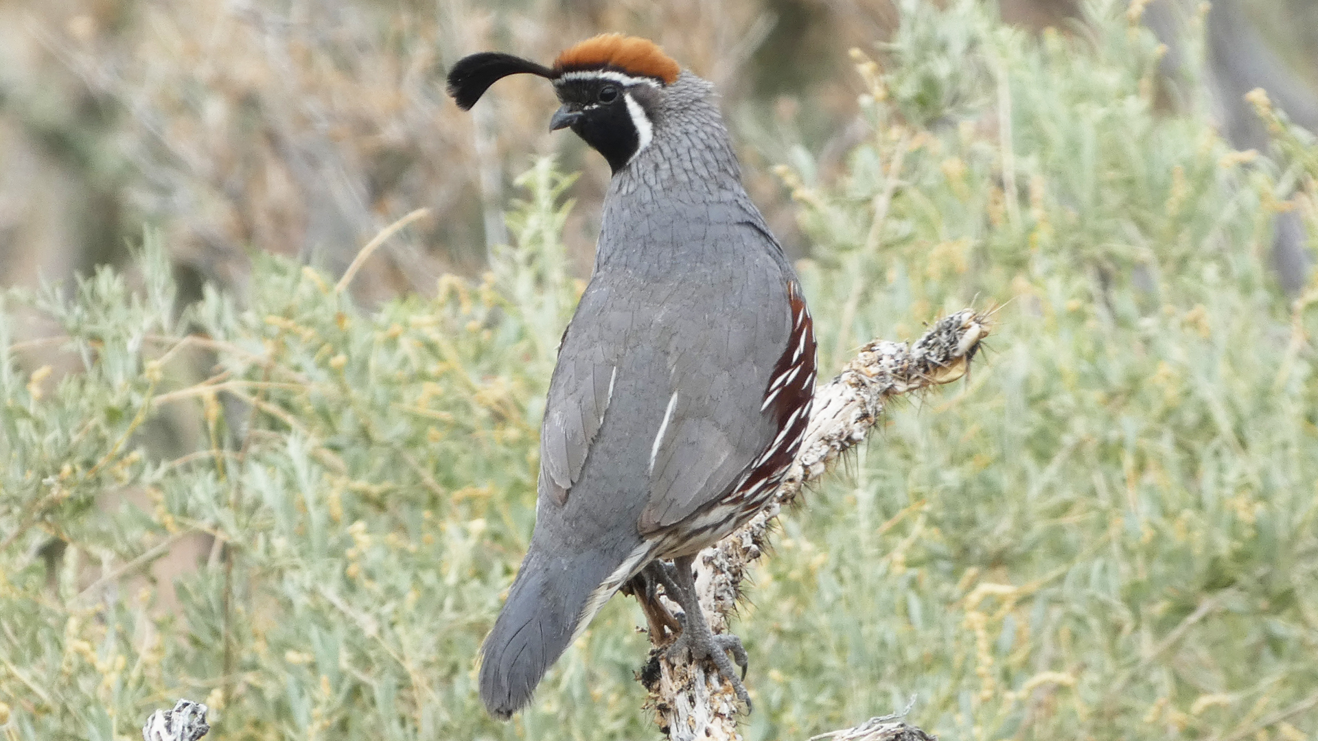 Male, Sandia Mountains west foothills, June 2021