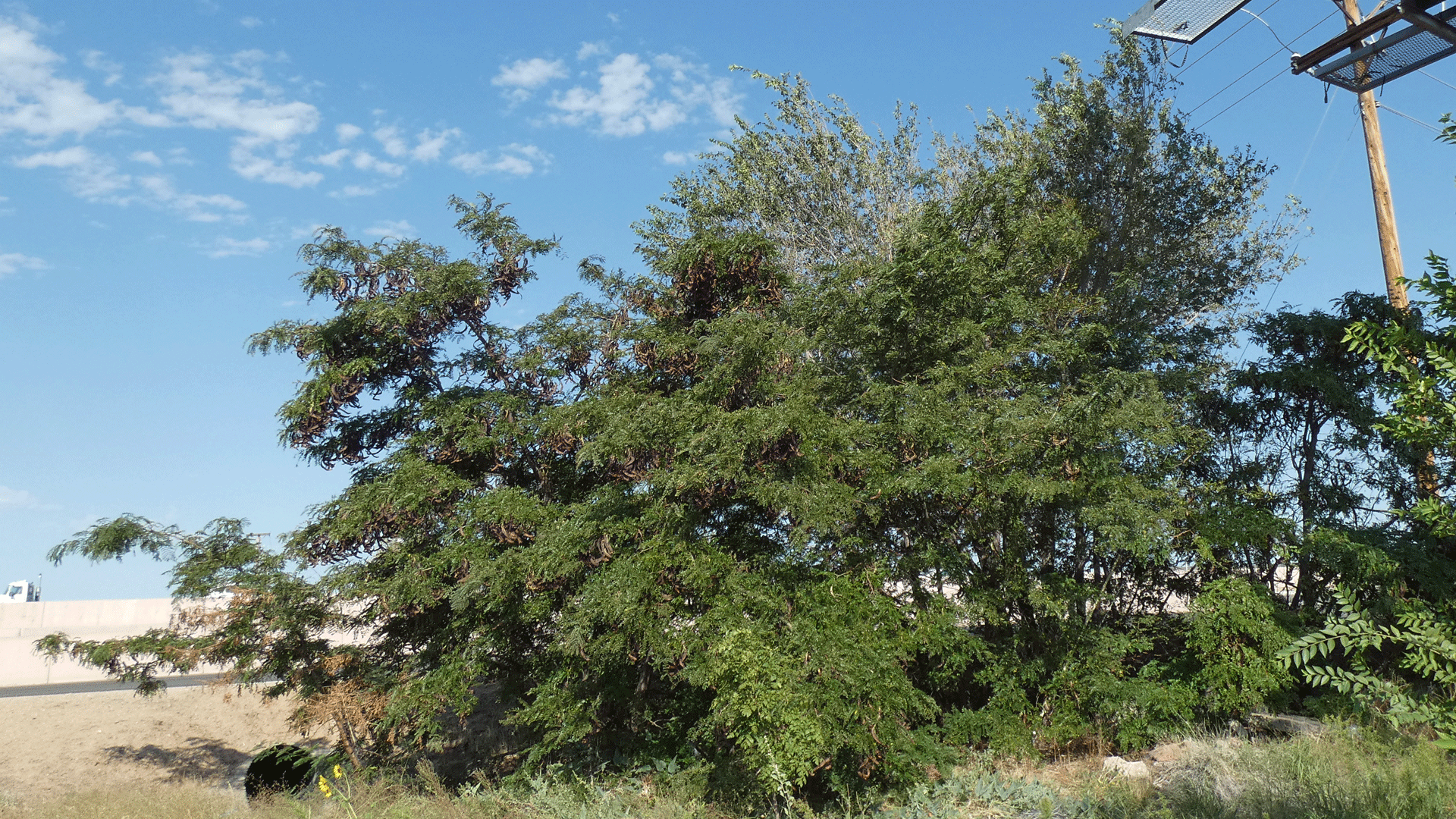 Albuquerque, September 2020