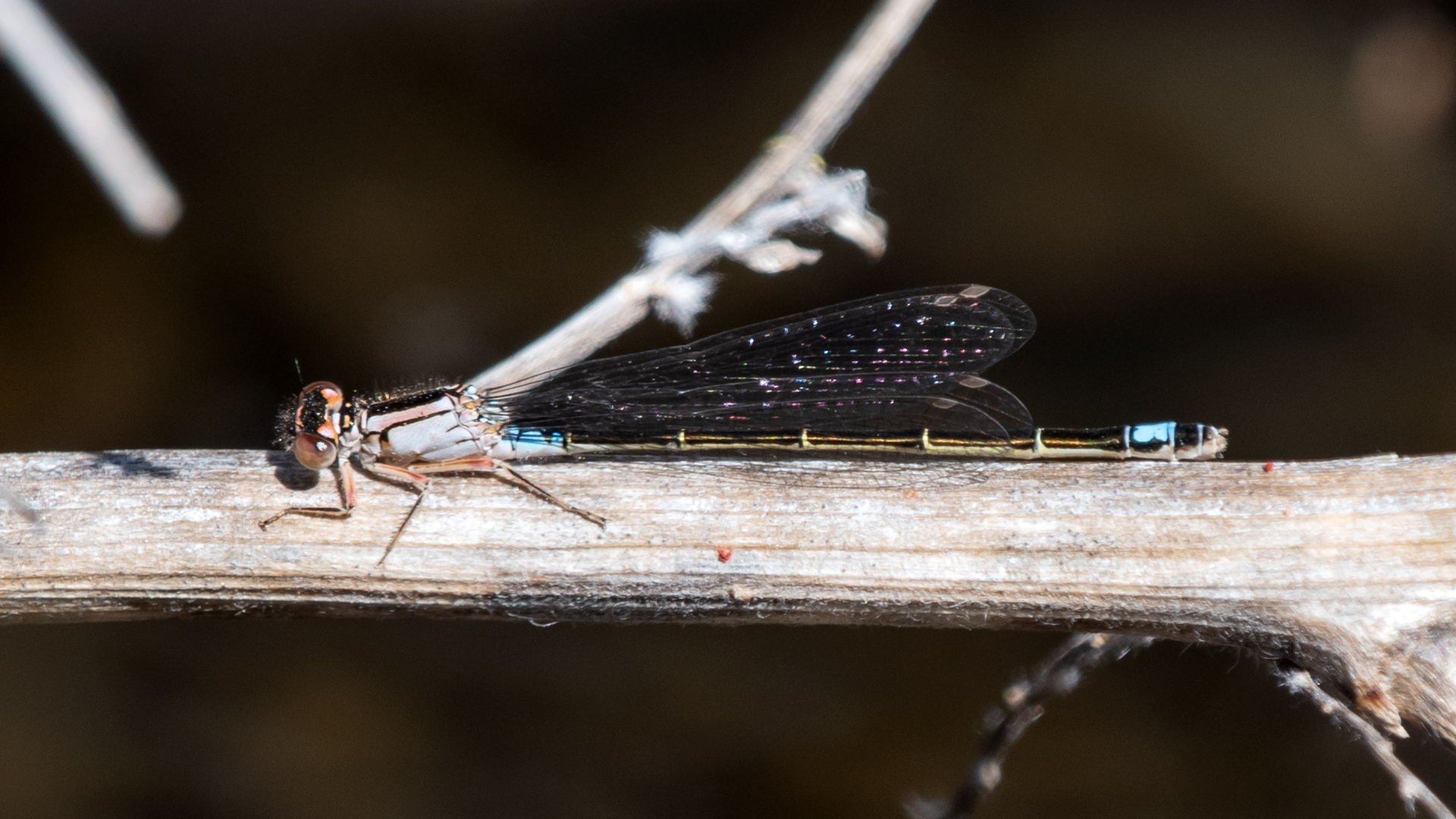 Female, Rio Grande Bosque, Albuquerque, April 2023