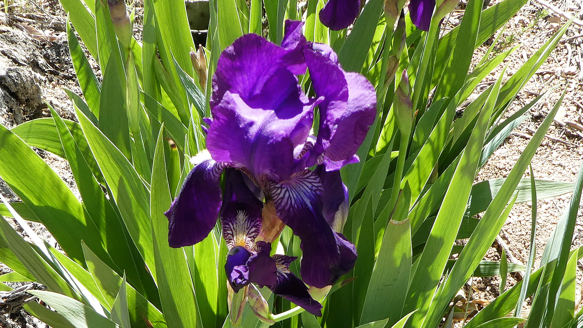 Irises at "Domingo Baca Cabin," Sandia Mountains, May 2020