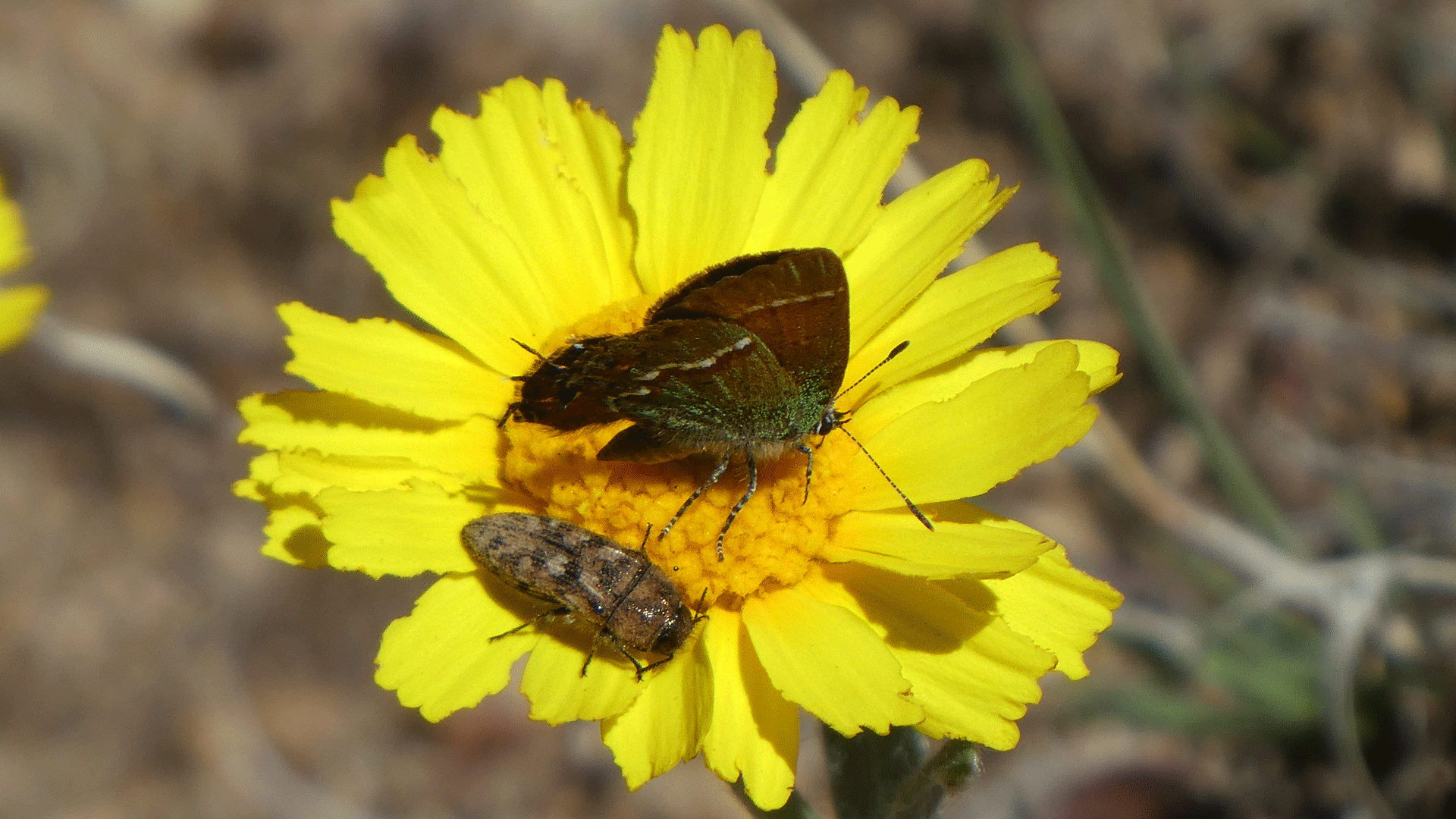 On perky Sue, Sandia Mountains foothills, May 2020