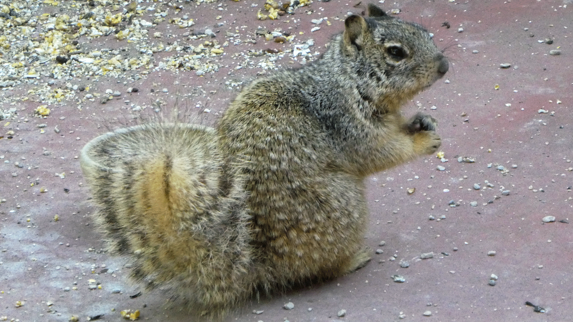 "Steve," Albuquerque, May 2020