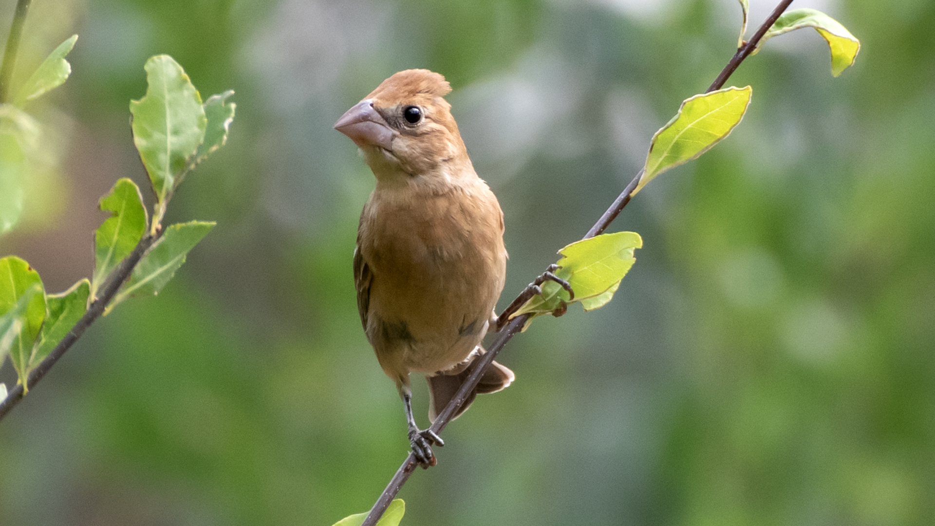 Female/immature, Rio Grande Nature Center, September 2023