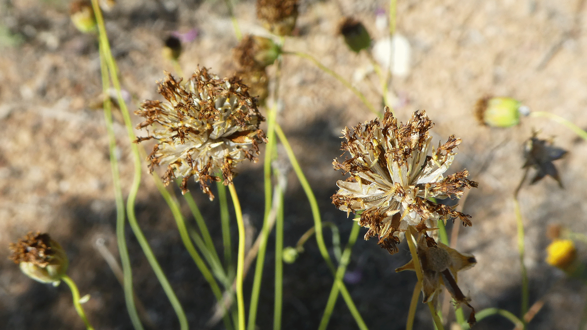 Seed head, Albuquerque, June 2020