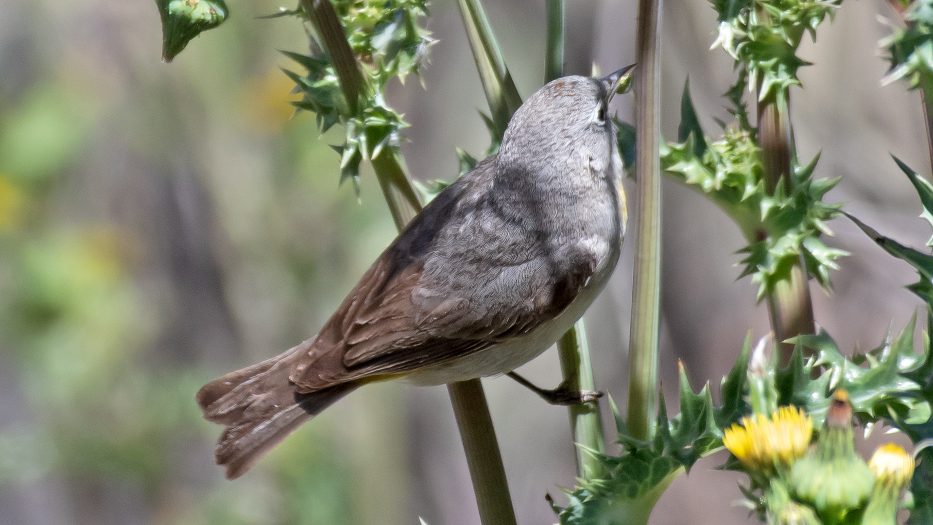 Rio Grande Bosque, Albuquerque, May 2026