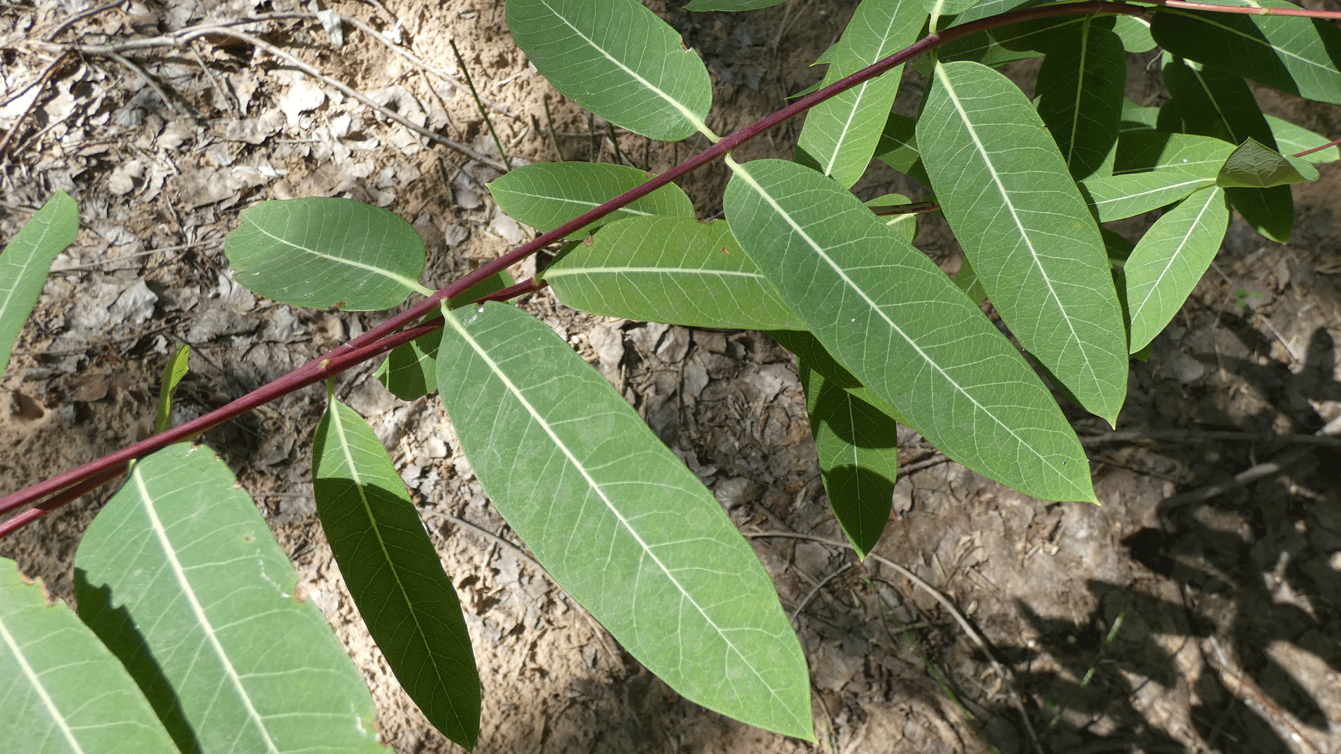 Rio Grande Bosque, Albuquerque, August 2020