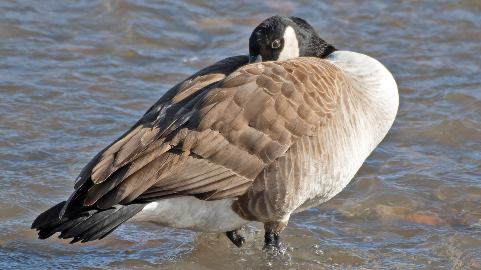 Resting (warily), Rio Grande, Corrales, January 2026