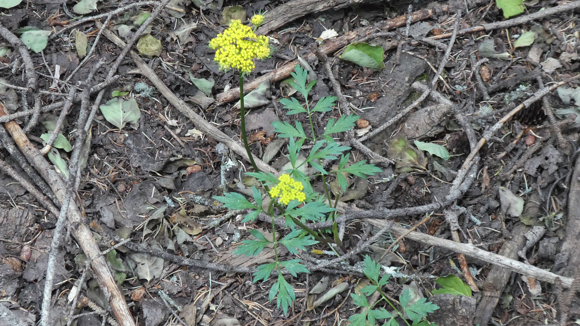 Showing leaves, upper Sandia Mountains, July 2020