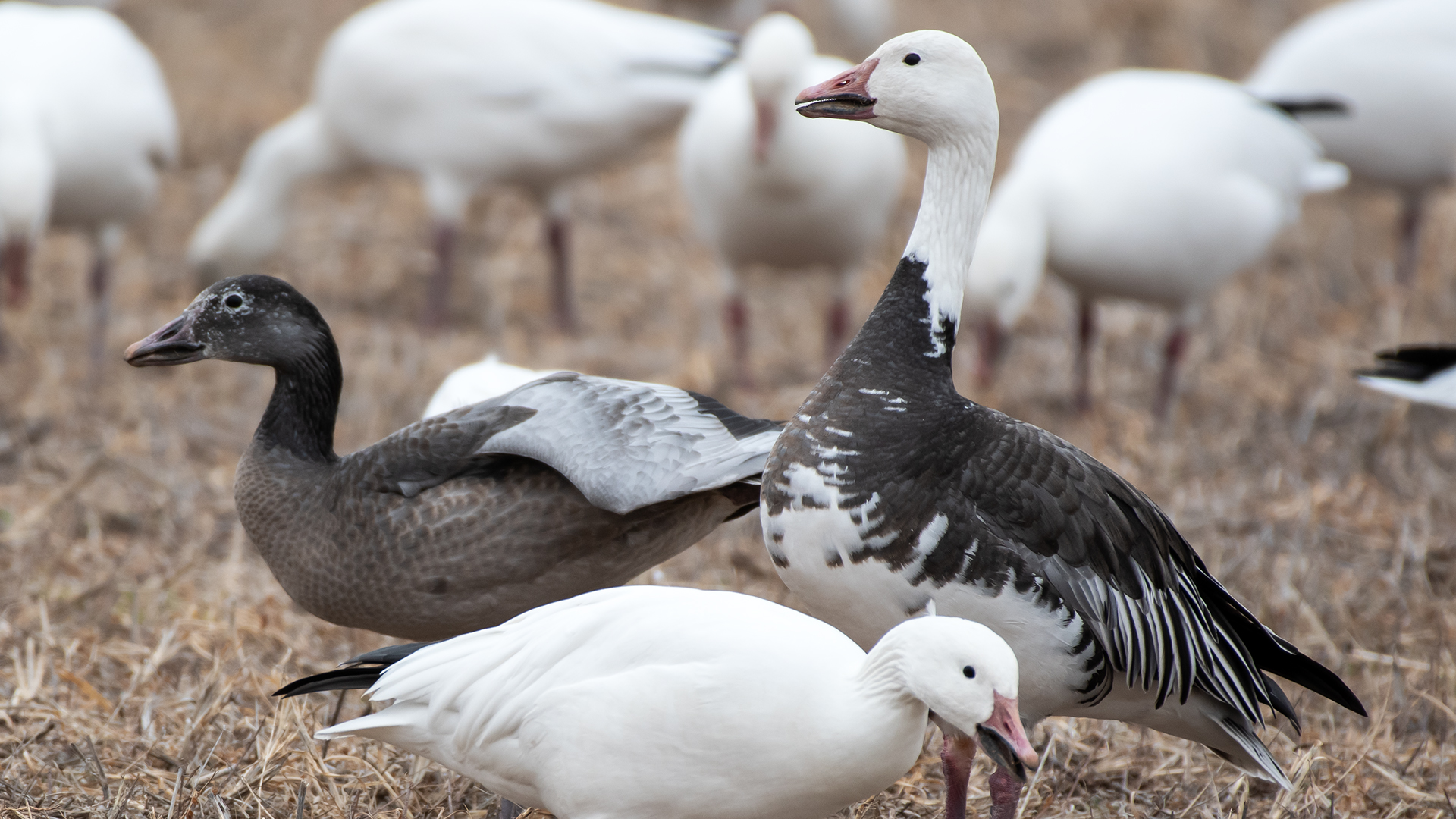 Intermediate morph with juvenile, LSGWC, January 2026