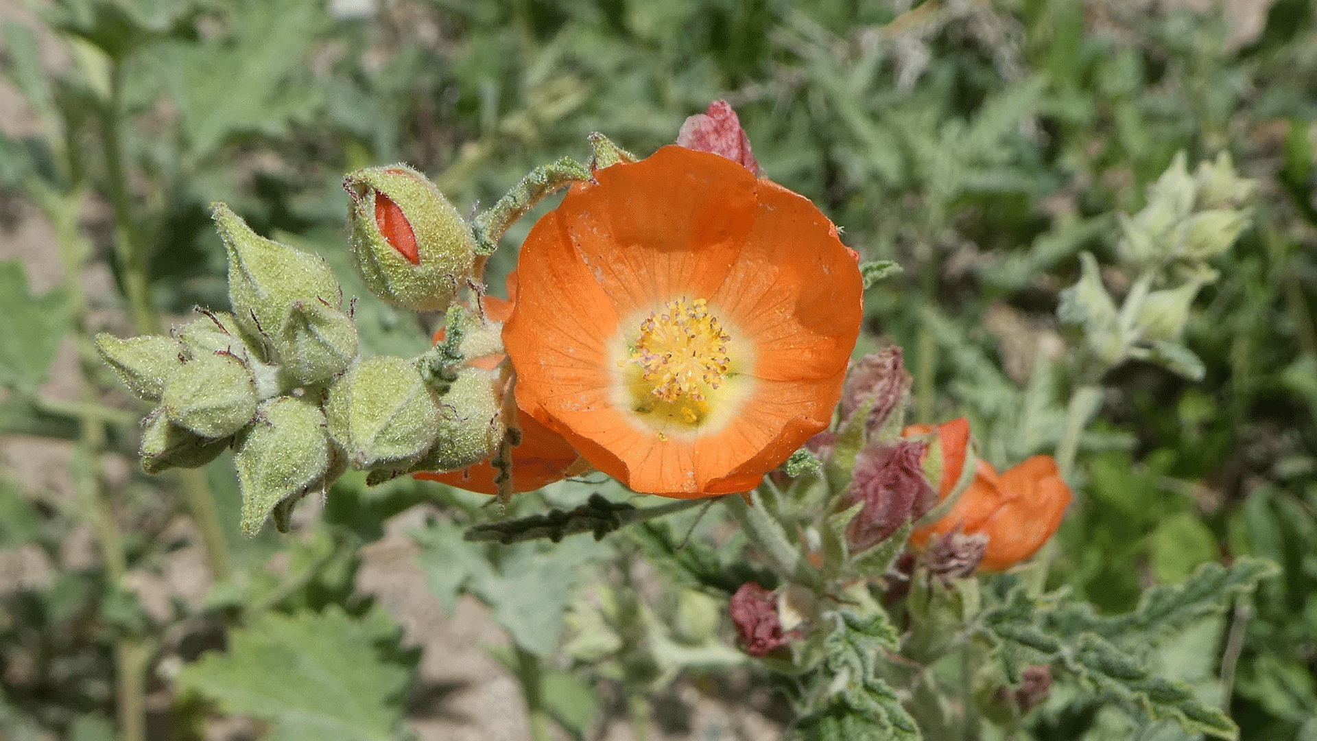 Albuquerque, April 2020