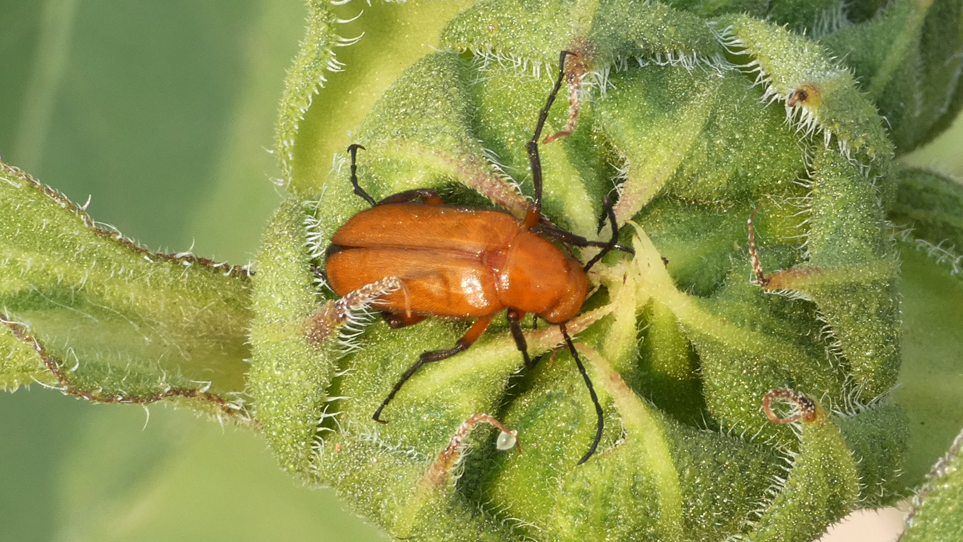 On wild sunflower, Rio Grande Bosque, Albuquerque, August 2021