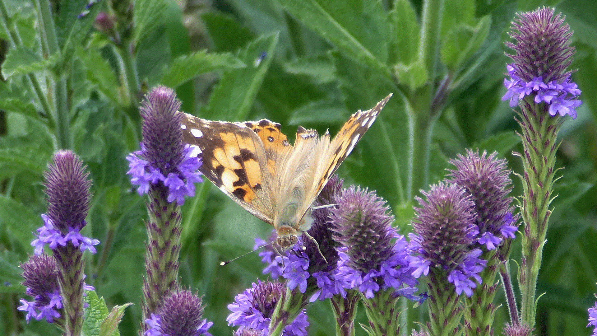 On New Mexico Vervain, Valles Caldera National Preserve, August 2017