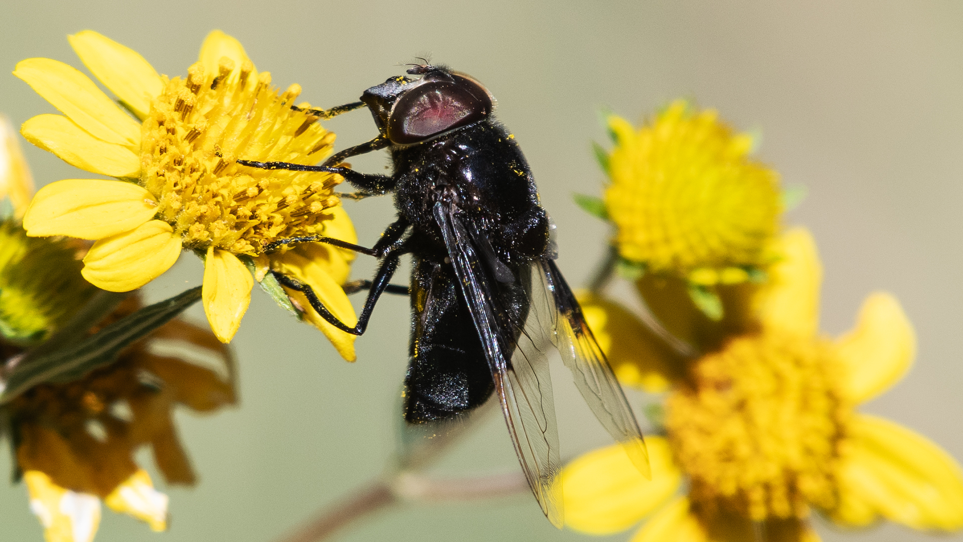 Sandia Mountains, August 2025