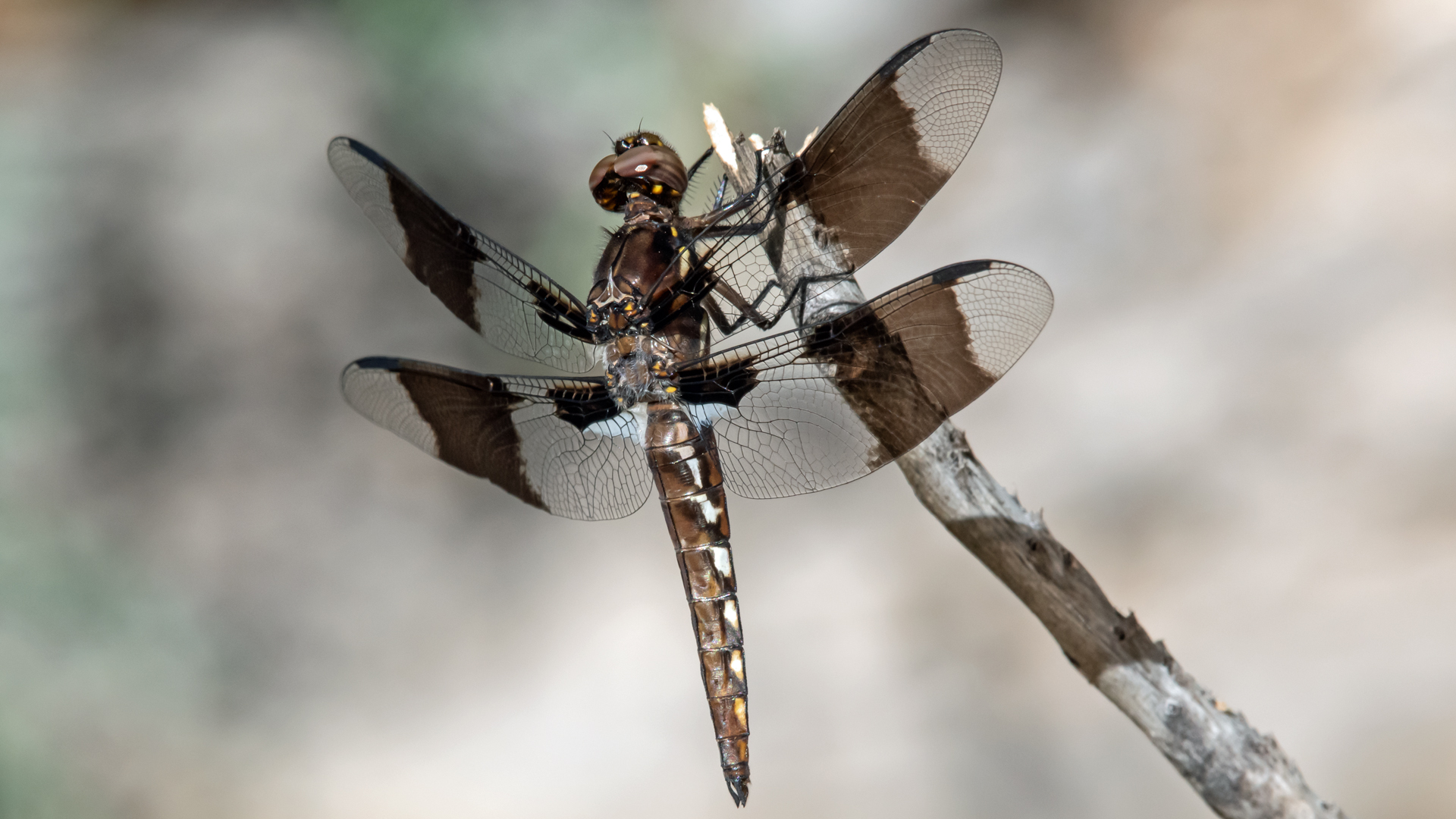Immature male, Rio Grande Bosque, Albuquerque, August 2023
