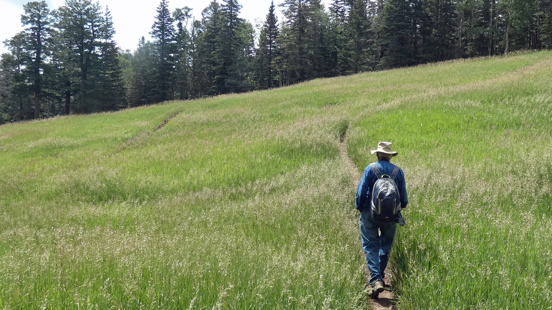 Upper Sandia Mountains, July 2021