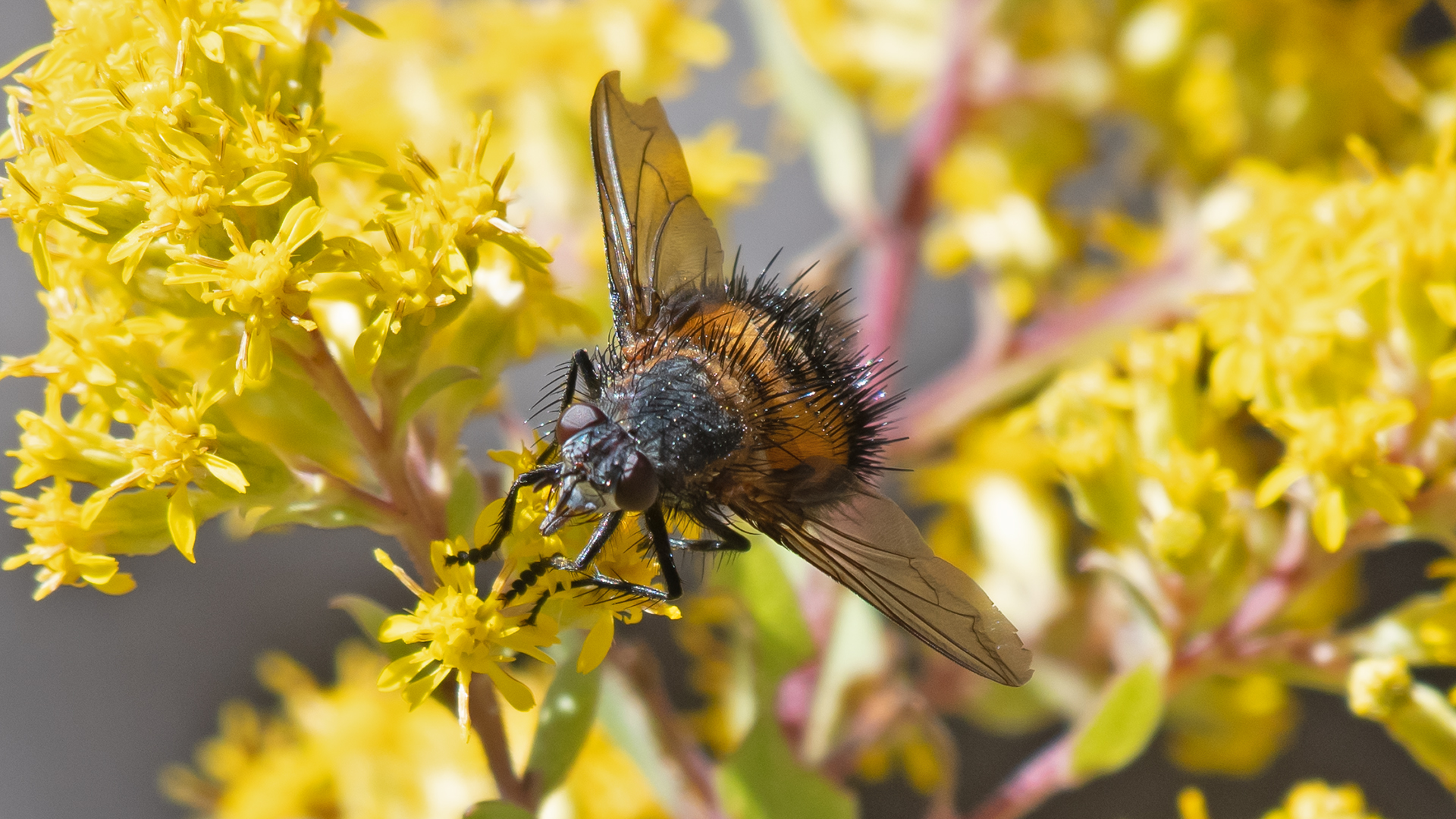 On goldenrod, Los Alamos, September 2025