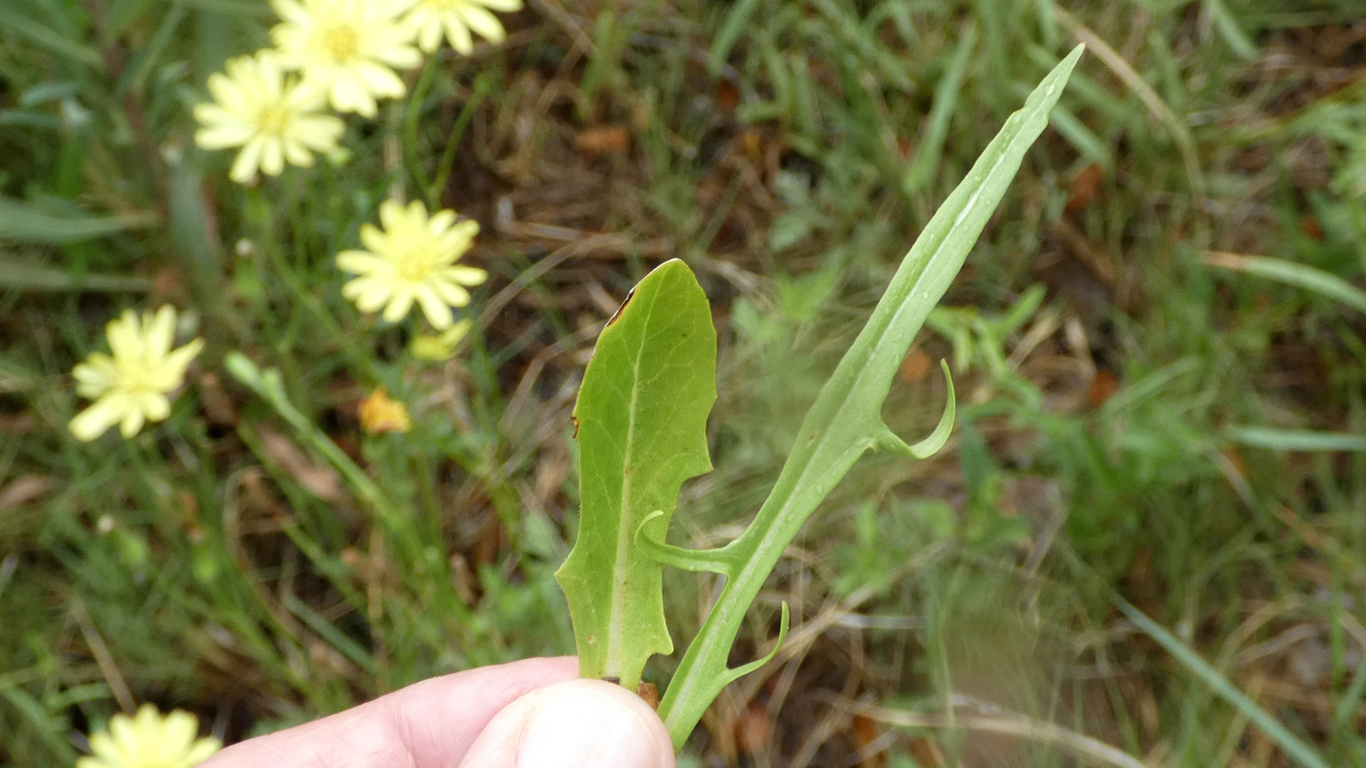 Leaves, Rio Grande Bosque, Albuquerque, June 2021