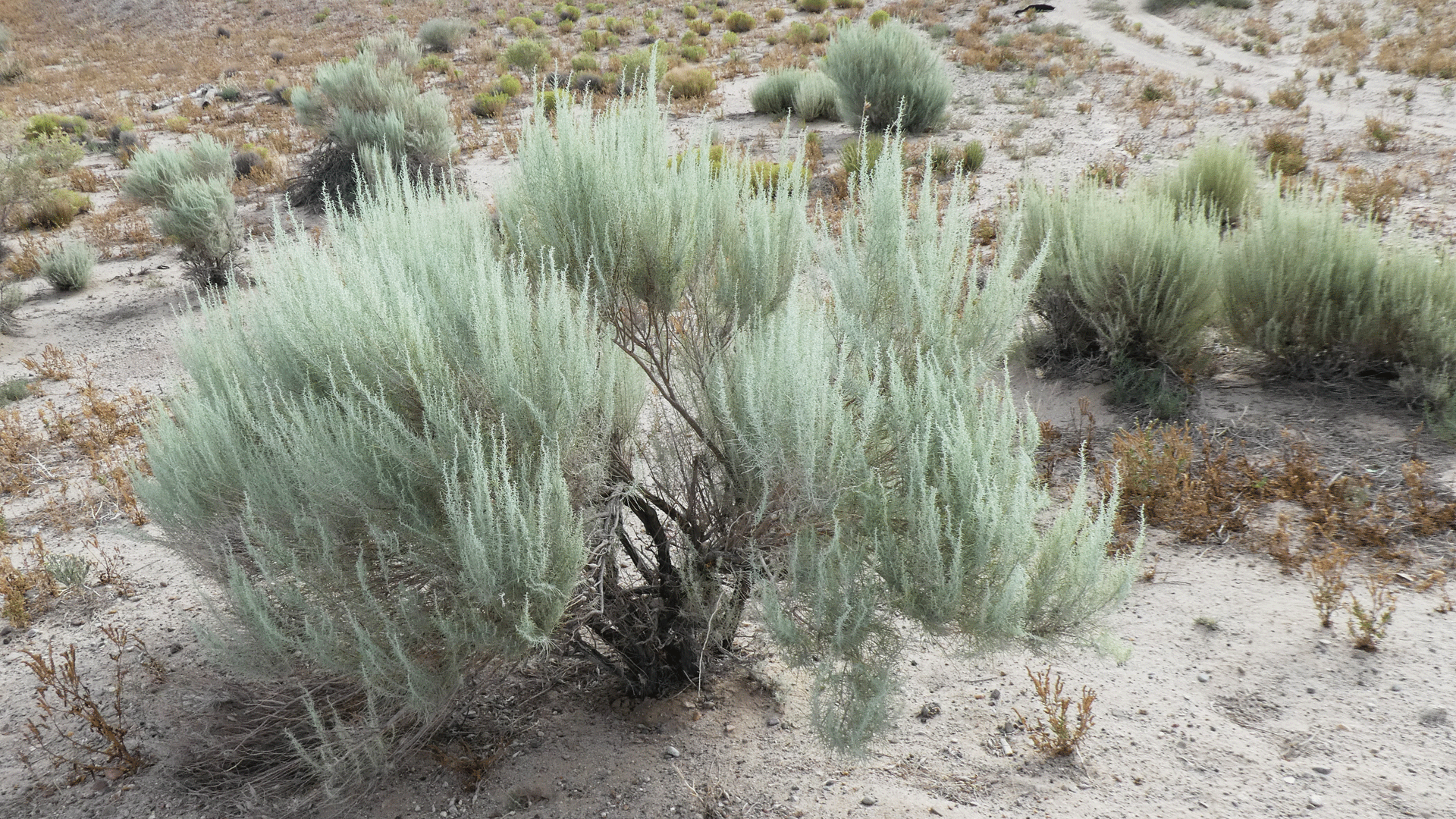 Albuquerque, July 2020