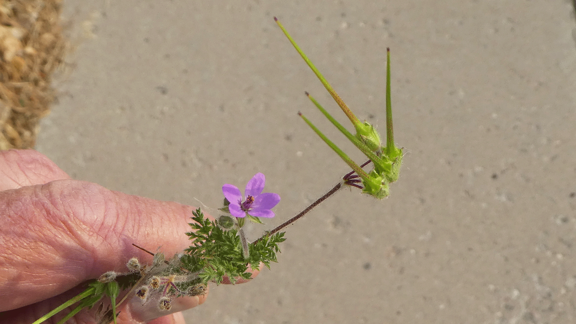 Seed pods, Albuquerque, June 2020